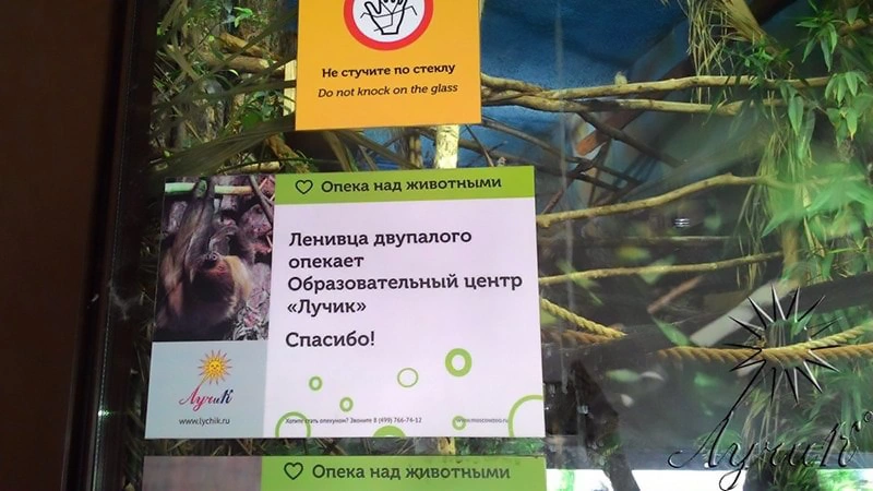 Изображение 283: Оформление опеки над ленивцем двупалым в Московском зоопарке
