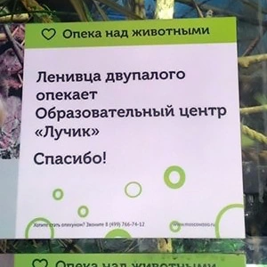 Оформление опеки над ленивцем в Московском зоопарке
